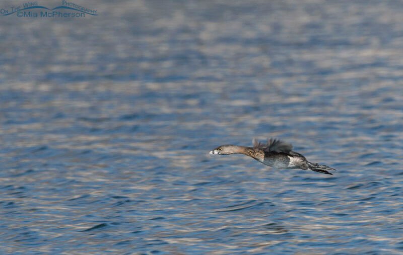 Pied-billed Grebes in Flight - Rare Sight to See & Photograph - Mia ...