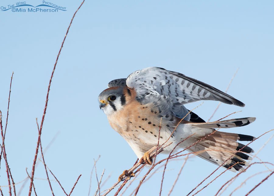 Male American Kestrel struggling to maintain his grip on thin branches, Bear River Migratory Bird Refuge, Box Elder County, Utah