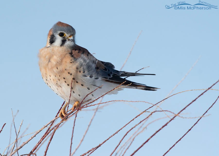 Male American Kestrel perched on a Tamarisk shrub, Bear River Migratory Bird Refuge, Box Elder County, Utah