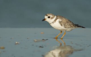 Piping Plover on the shore of the Gulf of Mexico