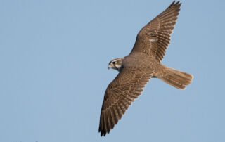 Dorsal view of a Prairie Falcon