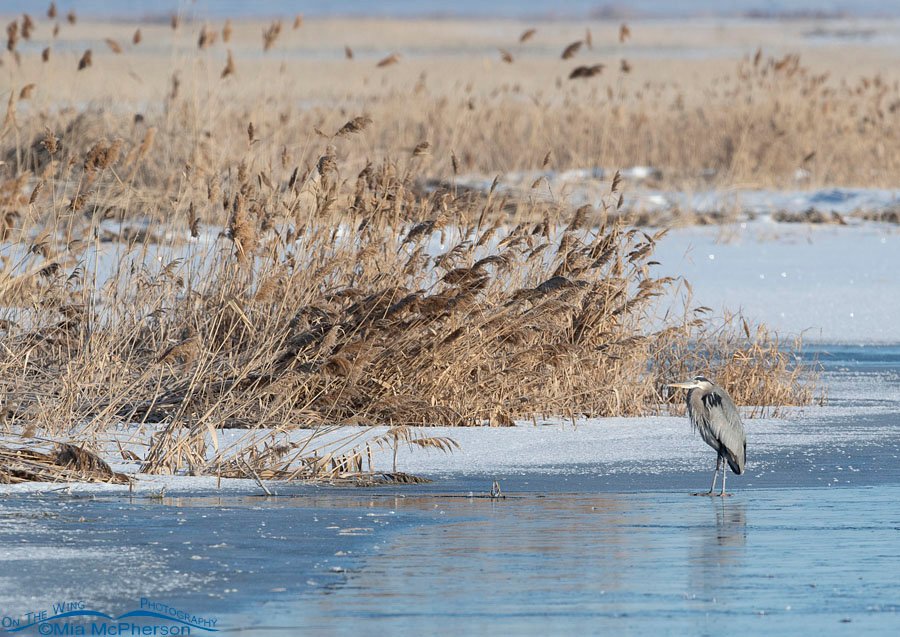 Adult Great Blue Heron and the wintry marsh of Bear River MBR, Box Elder County, Utah