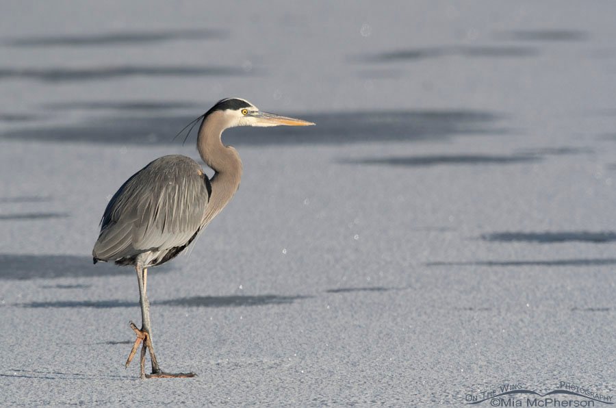 Great Blue Heron walking on frost-covered ice, Bear River Migratory Bird Refuge, Box Elder County, Utah
