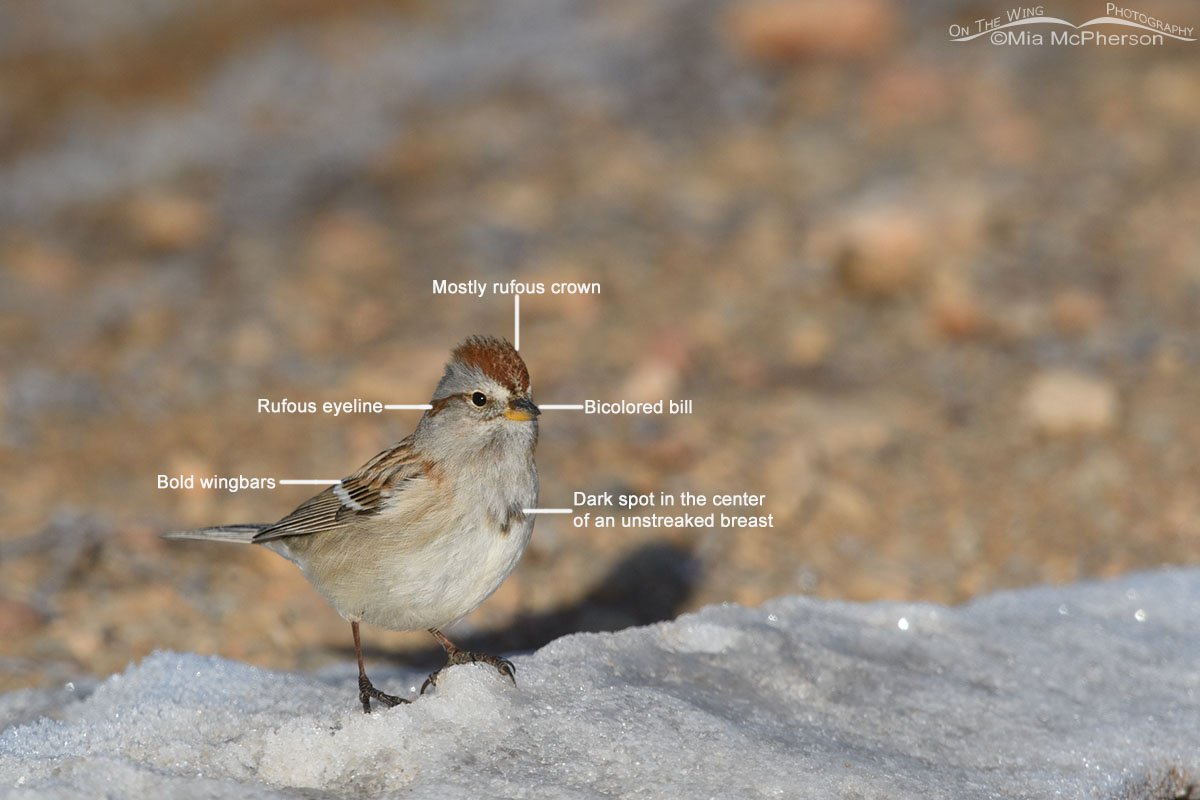 Roadside American Tree Sparrow - Key ID features, Wasatch Mountains, Summit County, Utah