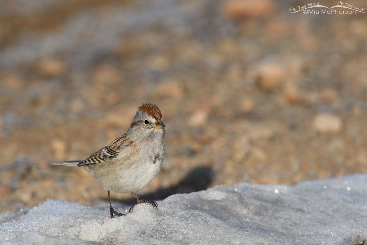 Roadside American Tree Sparrow, Wasatch Mountains, Summit County, Utah
