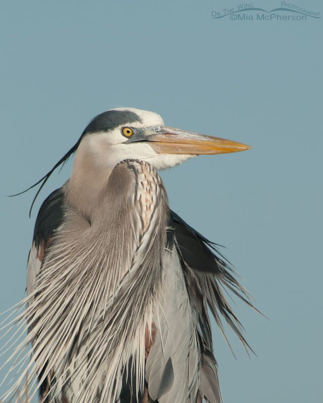 Great Blue Heron portrait on a breezy day, Fort De Soto County Park, Pinellas County, Florida