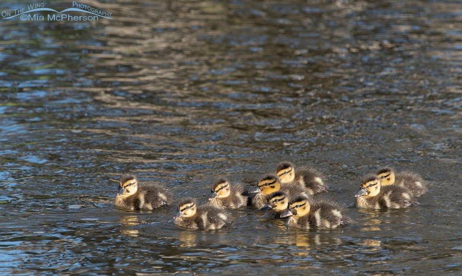 Nine Mallard ducklings floating in a creek, Wasatch Mountains, Summit County, Utah