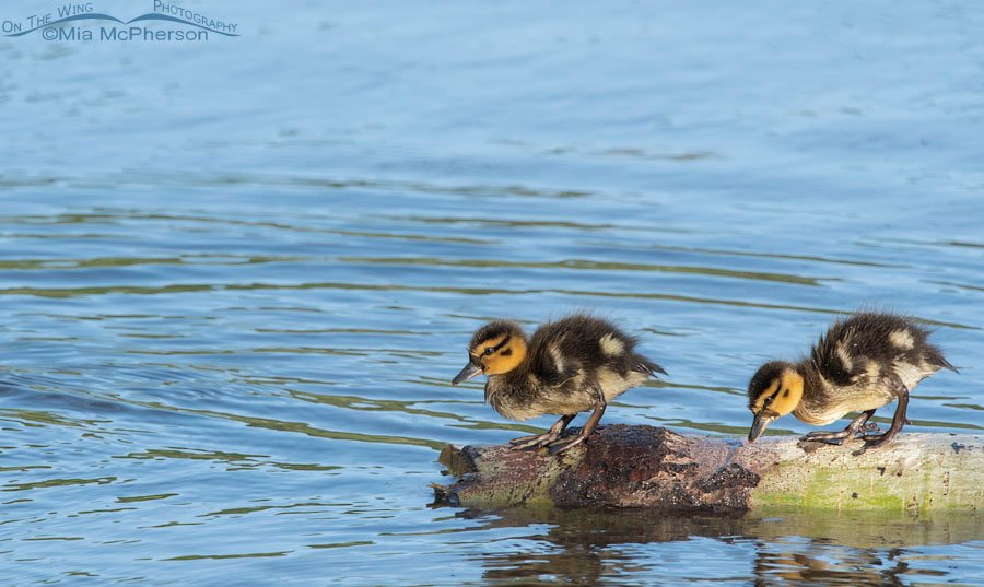 Two Mallard ducklings on a log in a creek, Wasatch Mountains, Summit County, Utah