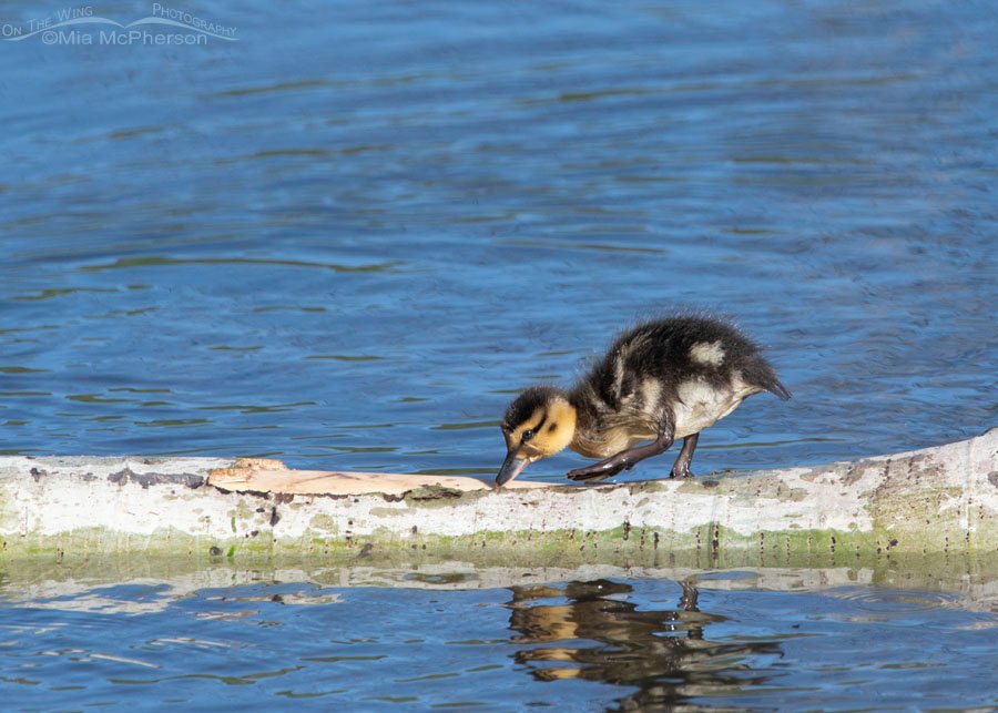 Mallard duckling walking on a log in a creek, Wasatch Mountains, Summit County, Utah