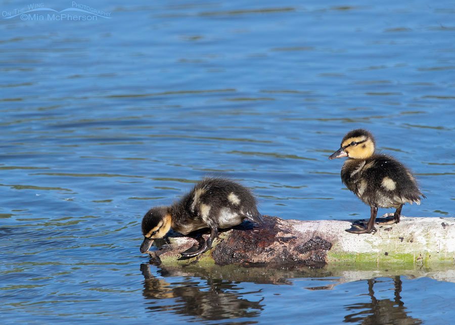 Pair of Mallard ducklings, Wasatch Mountains, Summit County, Utah