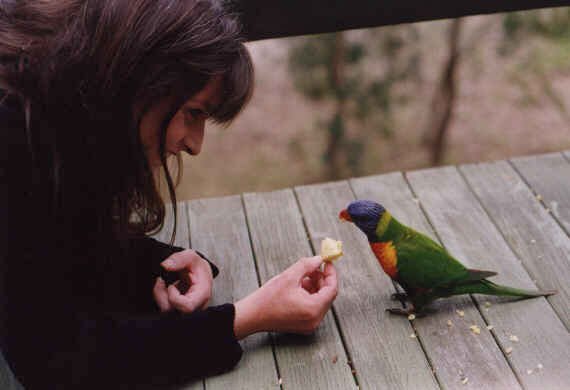 Mia feeding a wild Rainbow Lorikeet in Australia