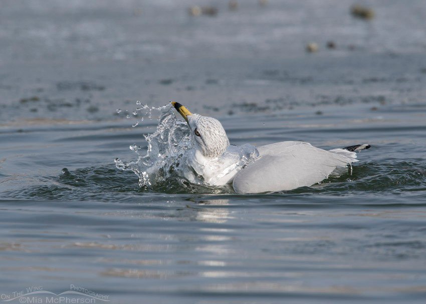 Ring-billed Gull bathing in an icy pond, Salt Lake County, Utah