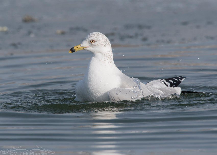 Ring-billed Gull bathing on New Year's Day, Salt Lake County, Utah