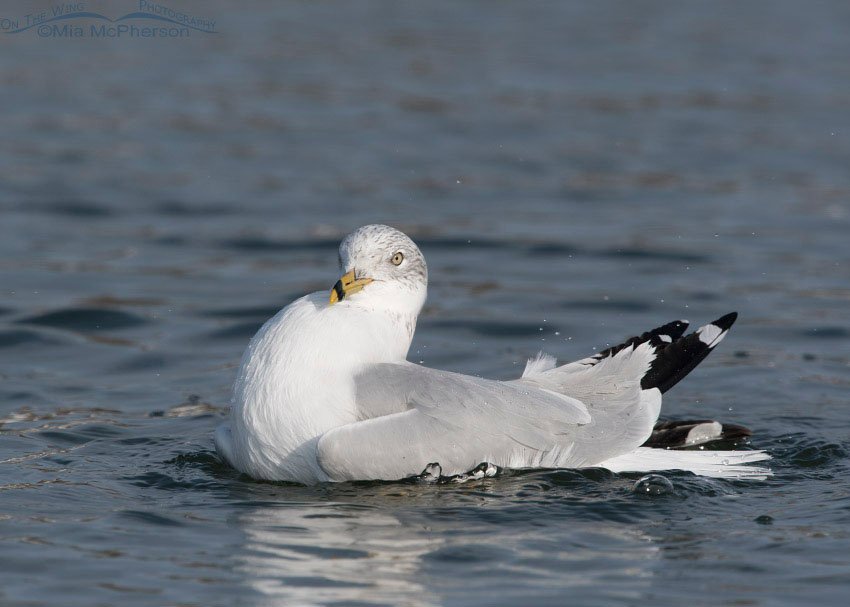 Bathing Ring-billed Gull in winter, Salt Lake County, Utah