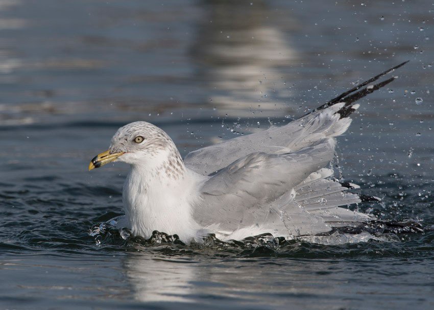 Ring-billed Gull splashing during bathing, Salt Lake County, Utah