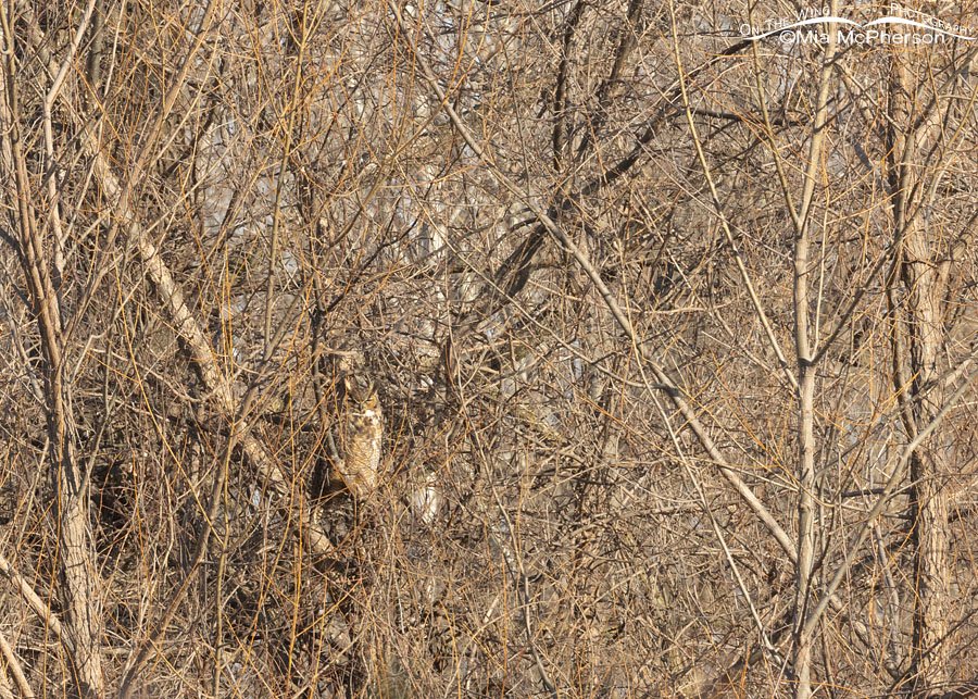 Great Horned Owl nearly hidden at 400mm, Sequoyah National Wildlife Refuge, Oklahoma