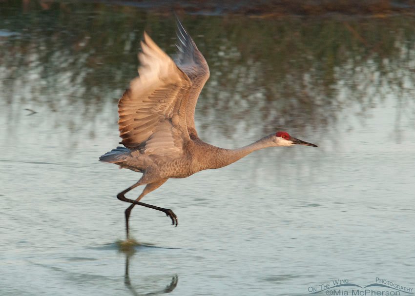 Sandhill Crane running to lift off from a pond at Celery Fields, Florida