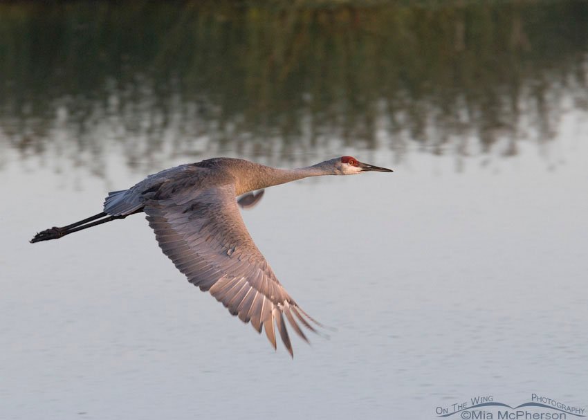 Sandhill Crane in flight at the Celery Fields, Sarasota County, Florida