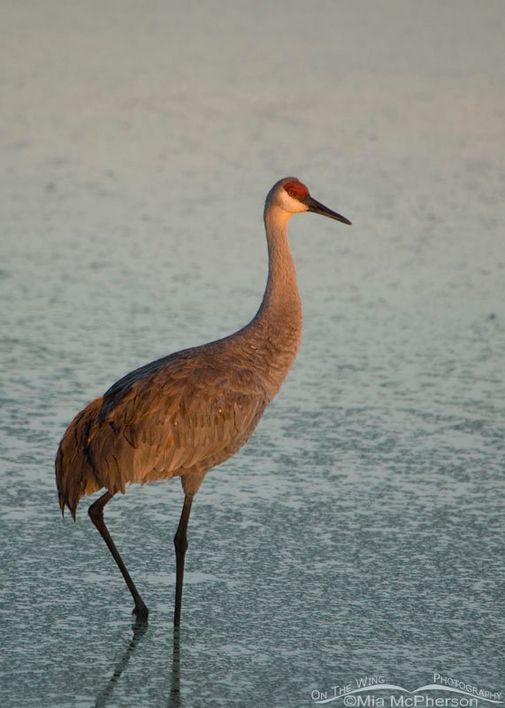 Sandhill Crane in still water at Celery Fields, Sarasota County, Florida