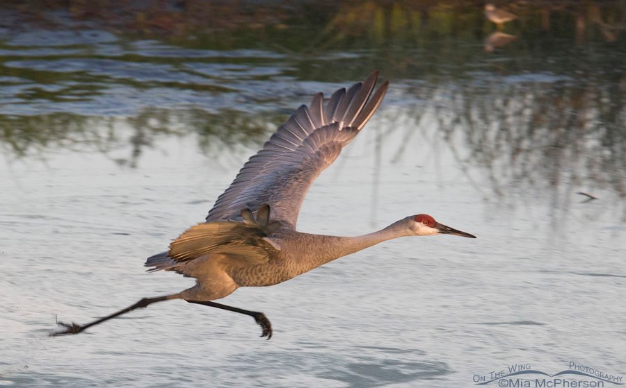 Sandhill Crane lifting off from the Celery Fields in Sarasota County, Florida