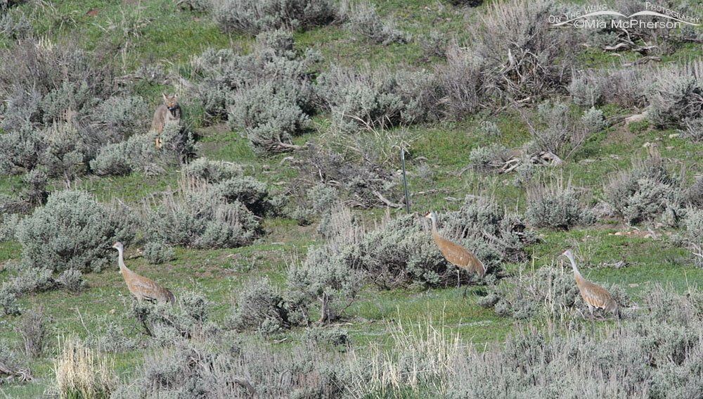 Coyote and three Sandhill Cranes in sagebrush and grasses, Wasatch Mountains, Summit County, Utah