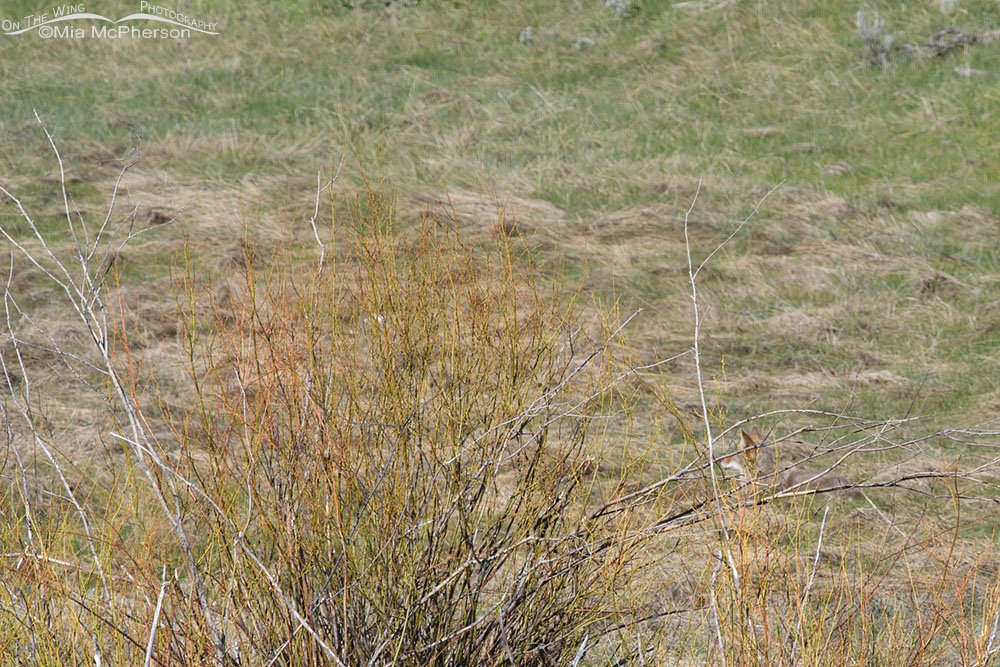 Coyote resting behind some willows, Wasatch Mountains, Summit County, Utah