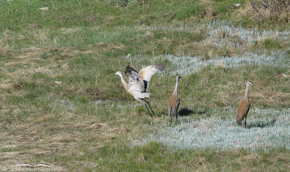 Three Sandhill Cranes watching the Coyote, Wasatch Mountains, Summit County, Utah