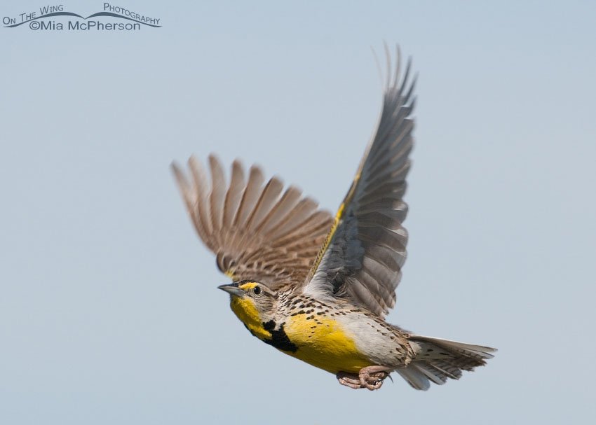 Western Meadowlark in flight, Antelope Island State Park, Davis County, Utah
