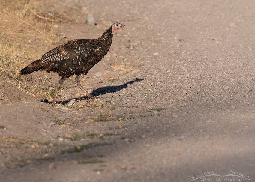 Wild Turkey about to cross a road, Stansbury Mountains, West Desert, Tooele County, Utah