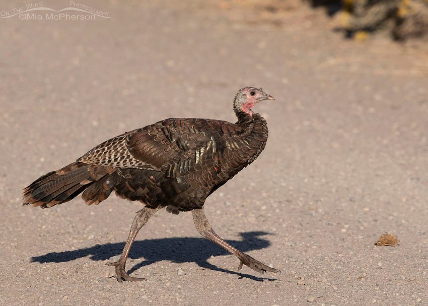 Wild Turkey trotting across a gravel road, West Desert, Tooele County, Utah
