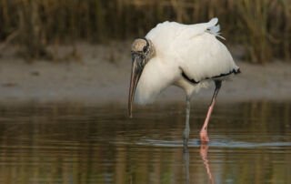 Hunting Wood Stork