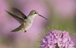 Young Female Black-chinned Hummingbird