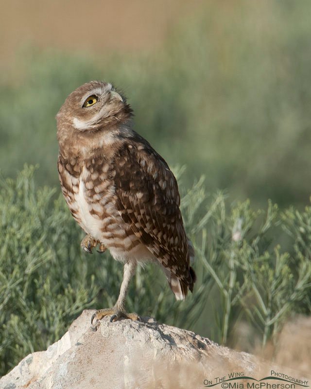Burrowing Owl juvenile looking up into the sky, Antelope Island State Park, Davis County, Utah