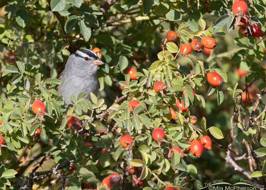 Adult White-crowned Sparrow peeking out of a Wild Rose, Box Elder County, Utah