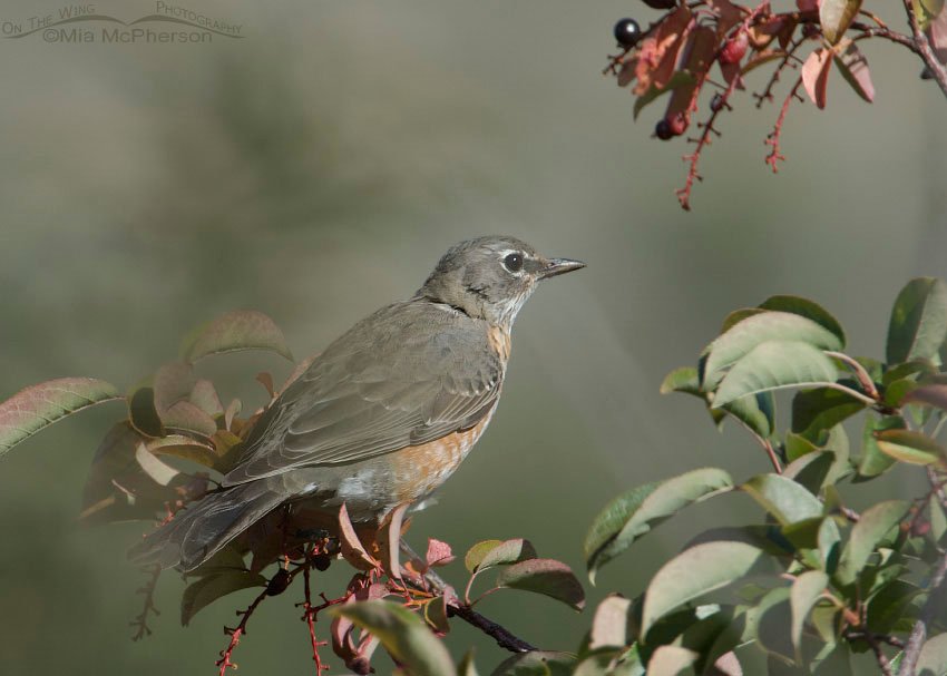 Robin feeding on chokecherries in Madison County, Montana