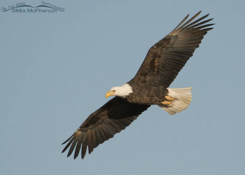 Adult Bald Eagle in flight, Farmington Bay WMA, Davis County, Utah