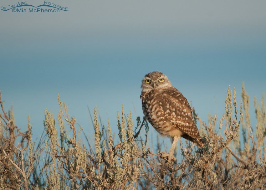 Burrowing Owl with the Great Salt Lake in the background, Antelope Island State Park, Davis County, Utah