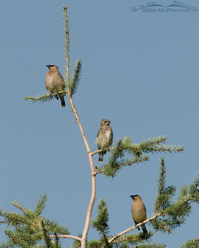 Family of Cedar Waxwings on the outskirts of Virginia City, Montana