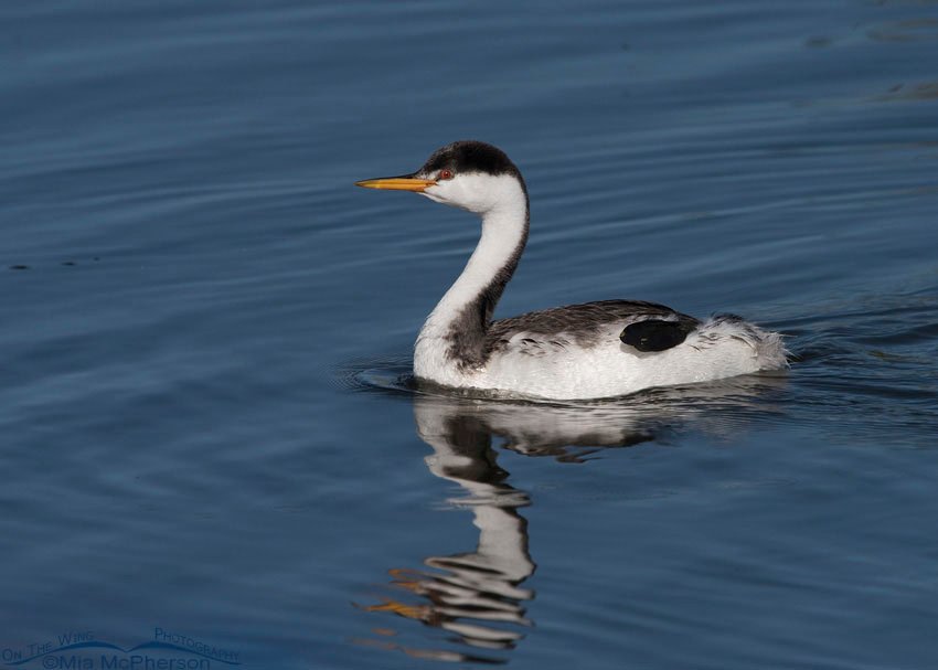 Non-breeding Clark's Grebe on cool, blue water, Farmington Bay WMA, Davis County, Utah