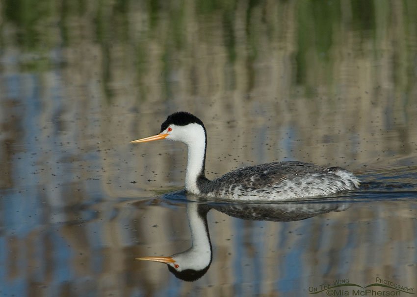 Clark's Grebe with midges floating on the water at Bear River Migratory Bird Refuge, Box Elder County, Utah