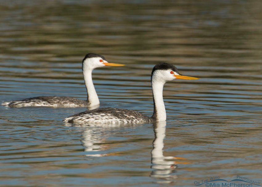 Pair of Clark's Grebes at Bear River Migratory Bird Refuge, Box Elder County, Utah