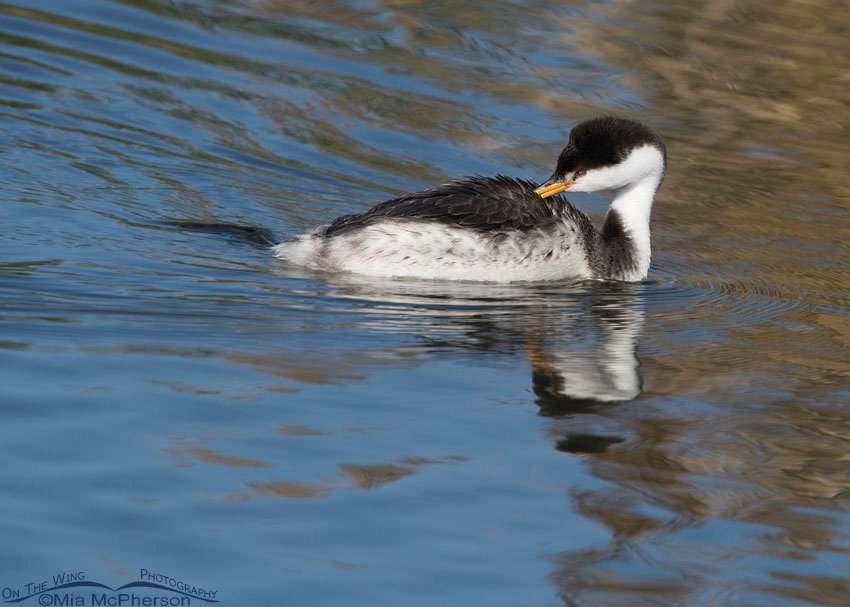 Preening Clark's Grebe on a lovely autumn day, Farmington Bay WMA, Davis County, Utah