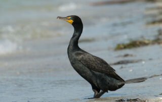 Double-crested Cormorant on the Gulf