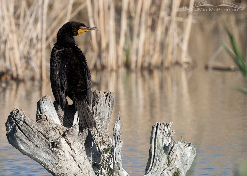Double-crested Cormorant on a stump in the marsh, Bear River Migratory Bird Refuge, Box Elder County, Utah