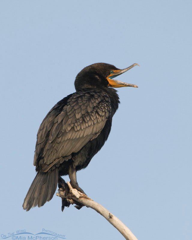 Double-crested Cormorant yawning, Salt Lake County, Utah