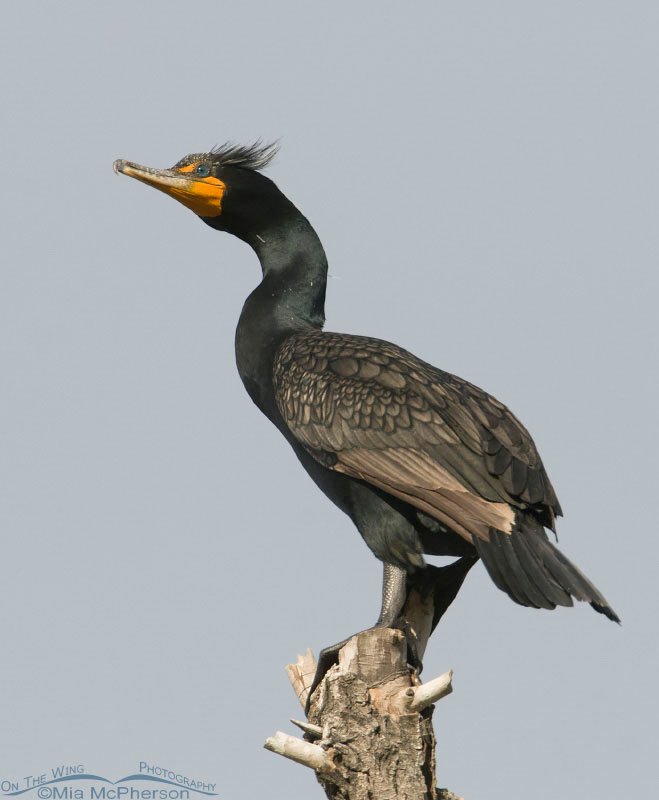 Vertical Double-crested Cormorant at a fishing pond, Salt Lake County, Utah