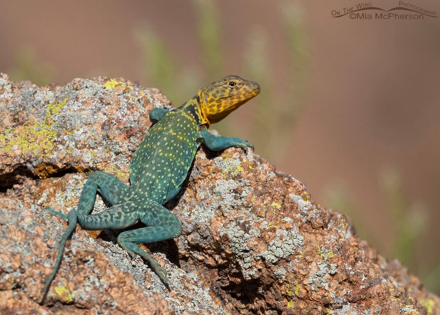 Eastern Collared Lizard male back view, Wichita Mountains Wildlife Refuge, Comanche County, Oklahoma