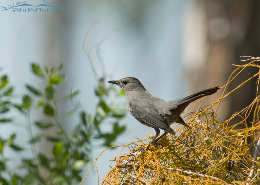Gray Catbird perched on Dodder, Honeymoon Island State Park, Pinellas County, Florida