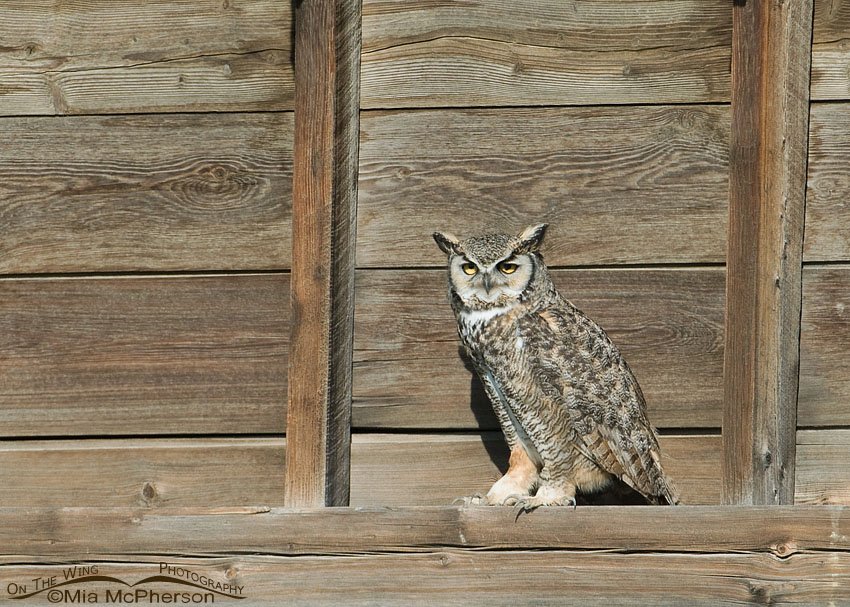 Male Great Horned Owl in Montana roosting on an old granary. Glacier County 