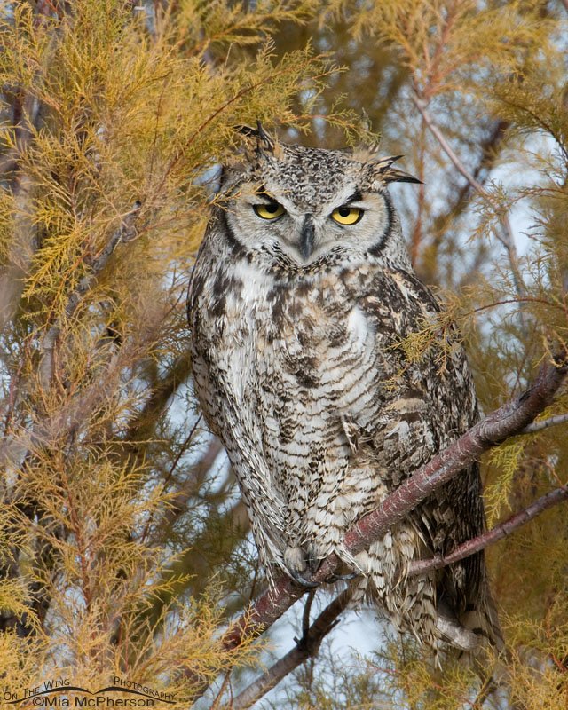 Female Great Horned Owl on Antelope Island State Park, Davis County, Utah 